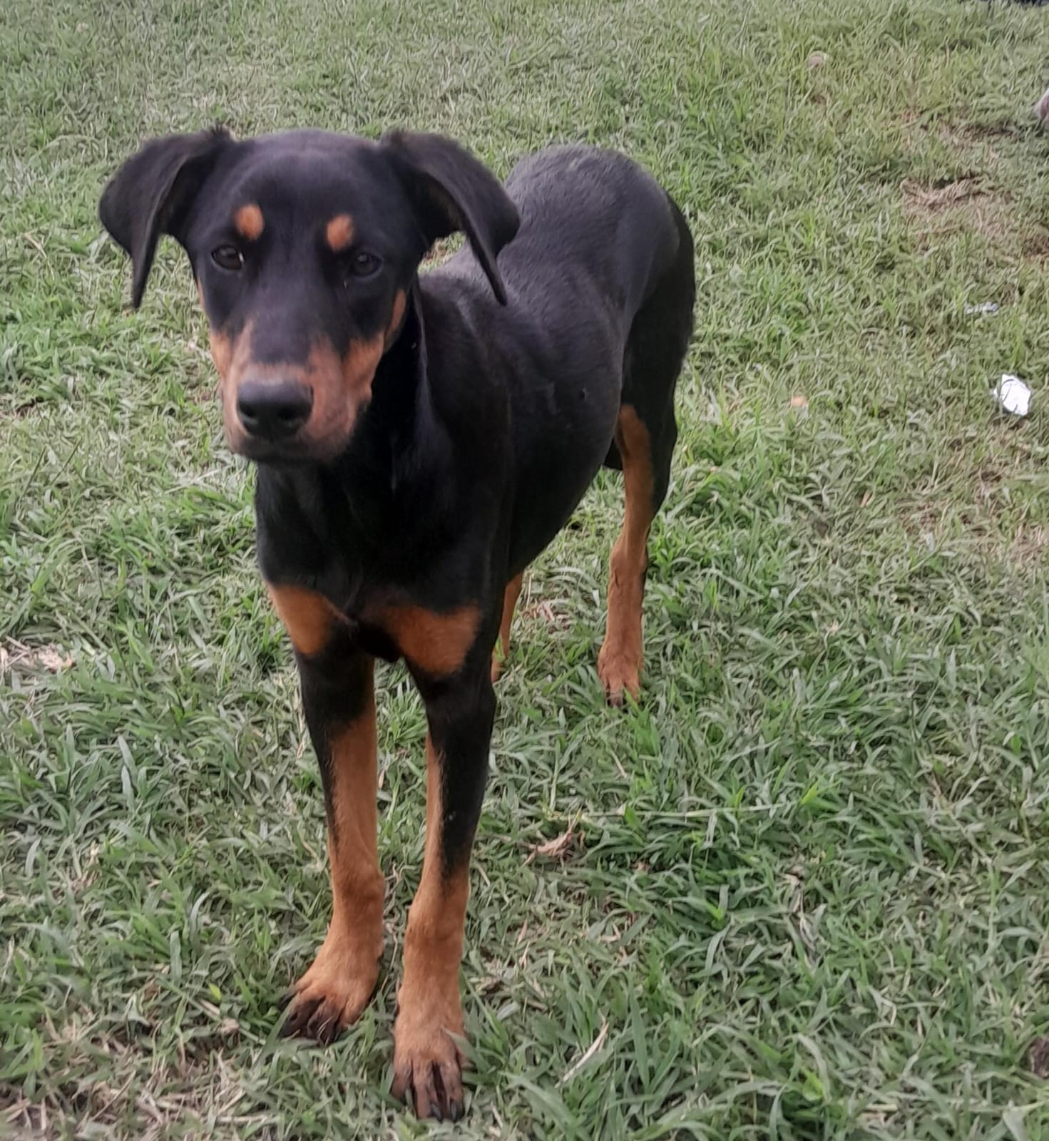 A black and tan rescue dog standing in grass