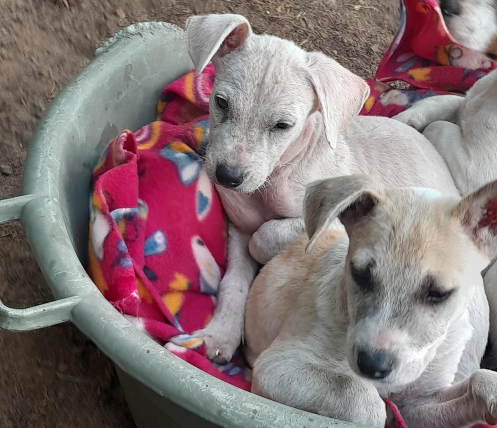 Rescued puppies resting together in a blanket-lined basket