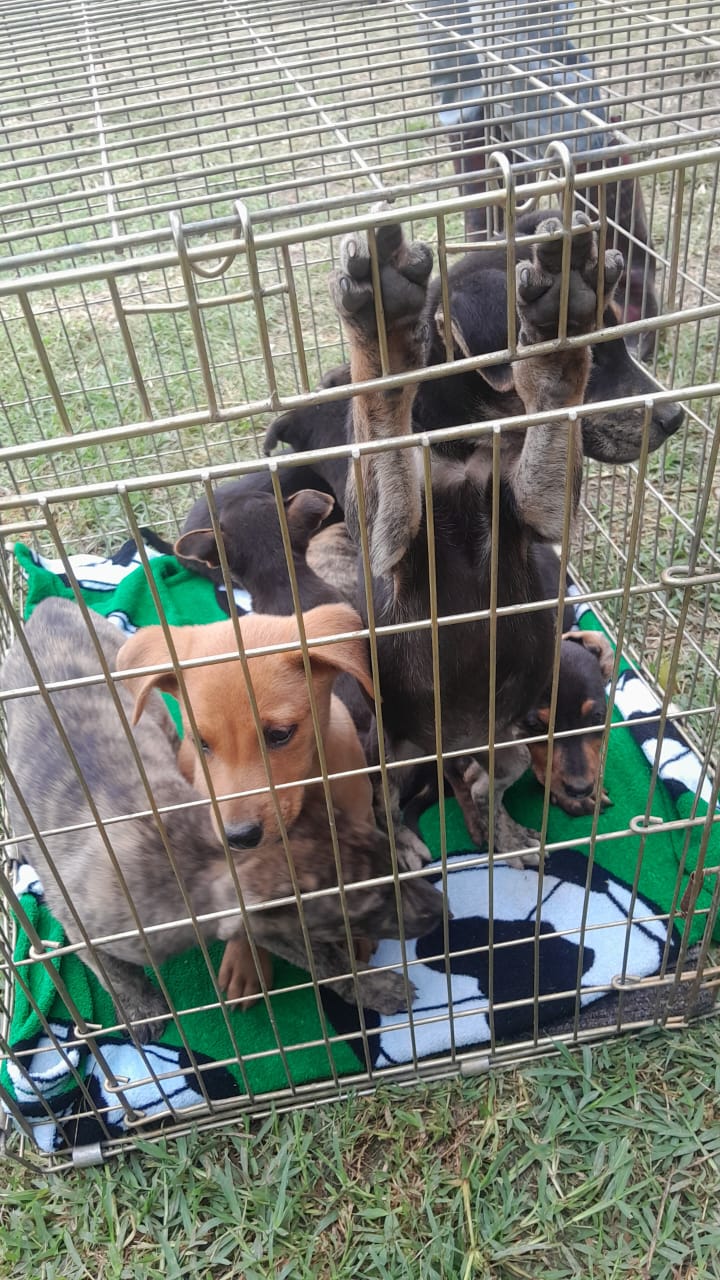 Little Pack, Rescue litter