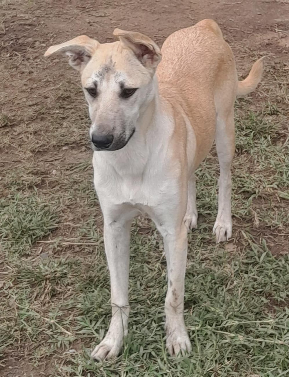 Sandy, Shepherd mix
