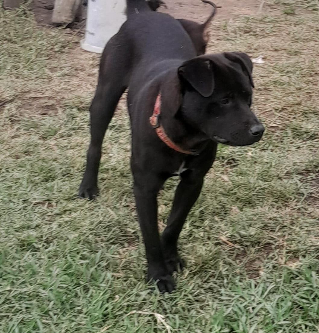 Archie, Labrador mix