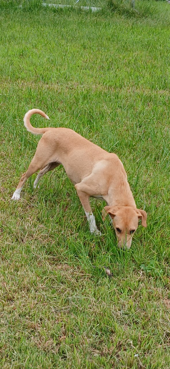 Shelly, Mixed