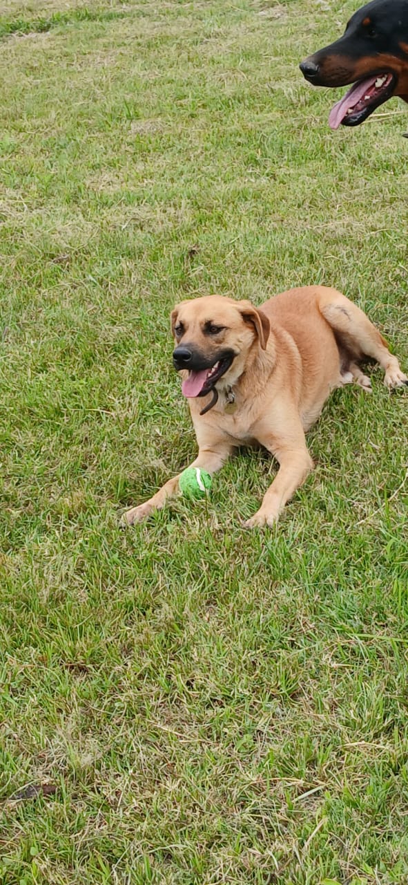 Rex, Mixed