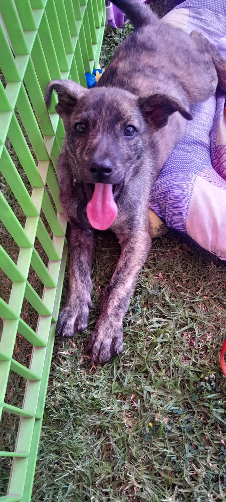 Hazel, Staffie Mix