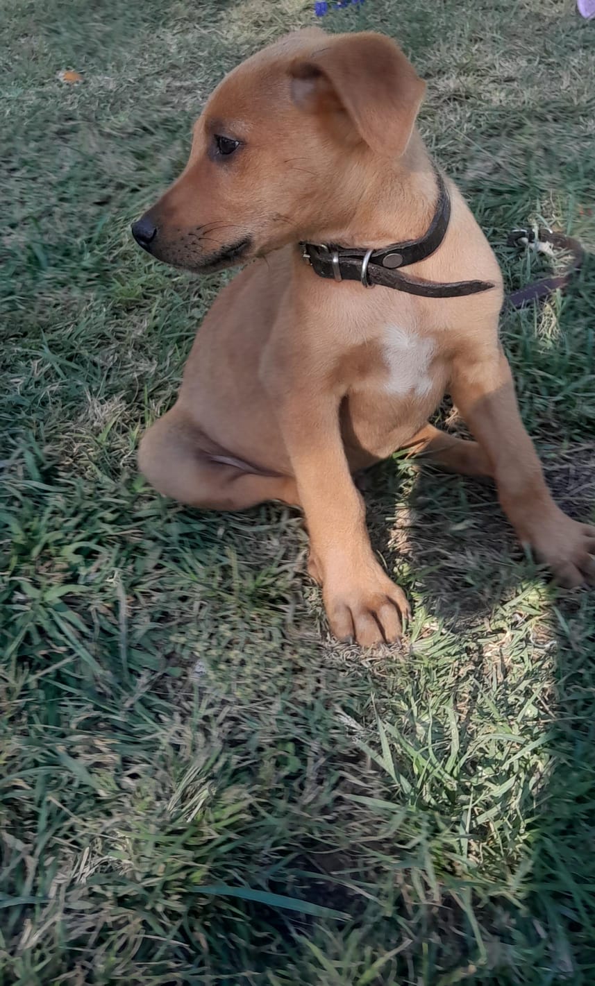 Diesel, Mixed