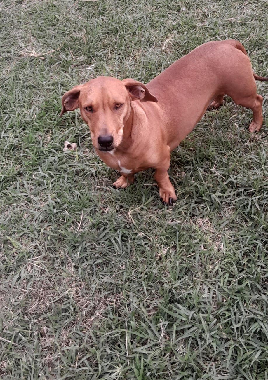 Tekkies, Sausage Mix