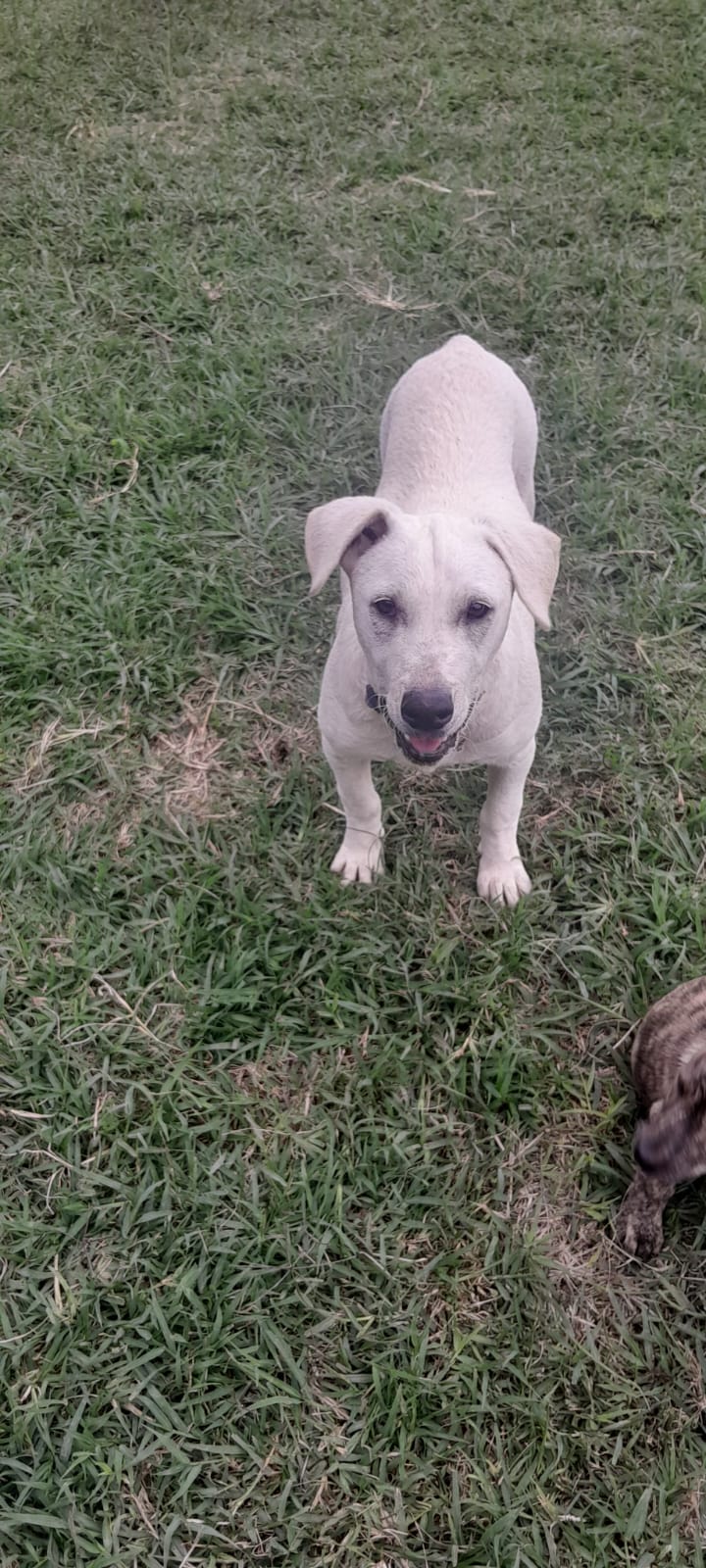 Bobby, Mixed